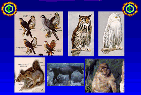 birds