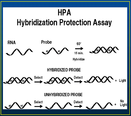 hybrid